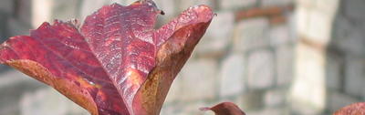 Leaves.jpg